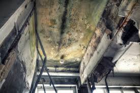 Best Real Estate Mold Inspection in La Center, WA